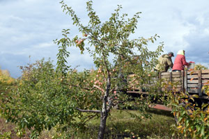 Яблочный рай – Сызранский край