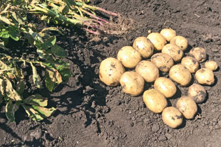Элитный картофель самарской селекции
