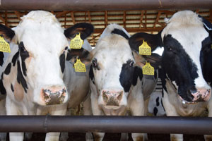 О молочном скотоводстве региона