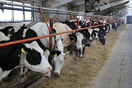 Сельхозпредприятие из Кинельского района ежегодно улучшает показатели в животноводстве