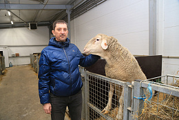 В Самарской области появилось молочное овцеводство