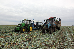 В Самарской области идет овощная уборочная кампания