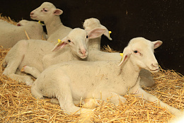 В Самарской области появилось молочное овцеводство