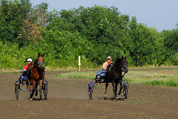 В Самарской области реализуется государственная поддержка коневодства
