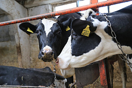Сельхозпредприятие из Кинельского района ежегодно улучшает показатели в животноводстве