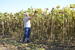 На Дне поля в Сергиевском районе обсудили предварительные итоги сельхозгода и новые меры поддержки аграриев